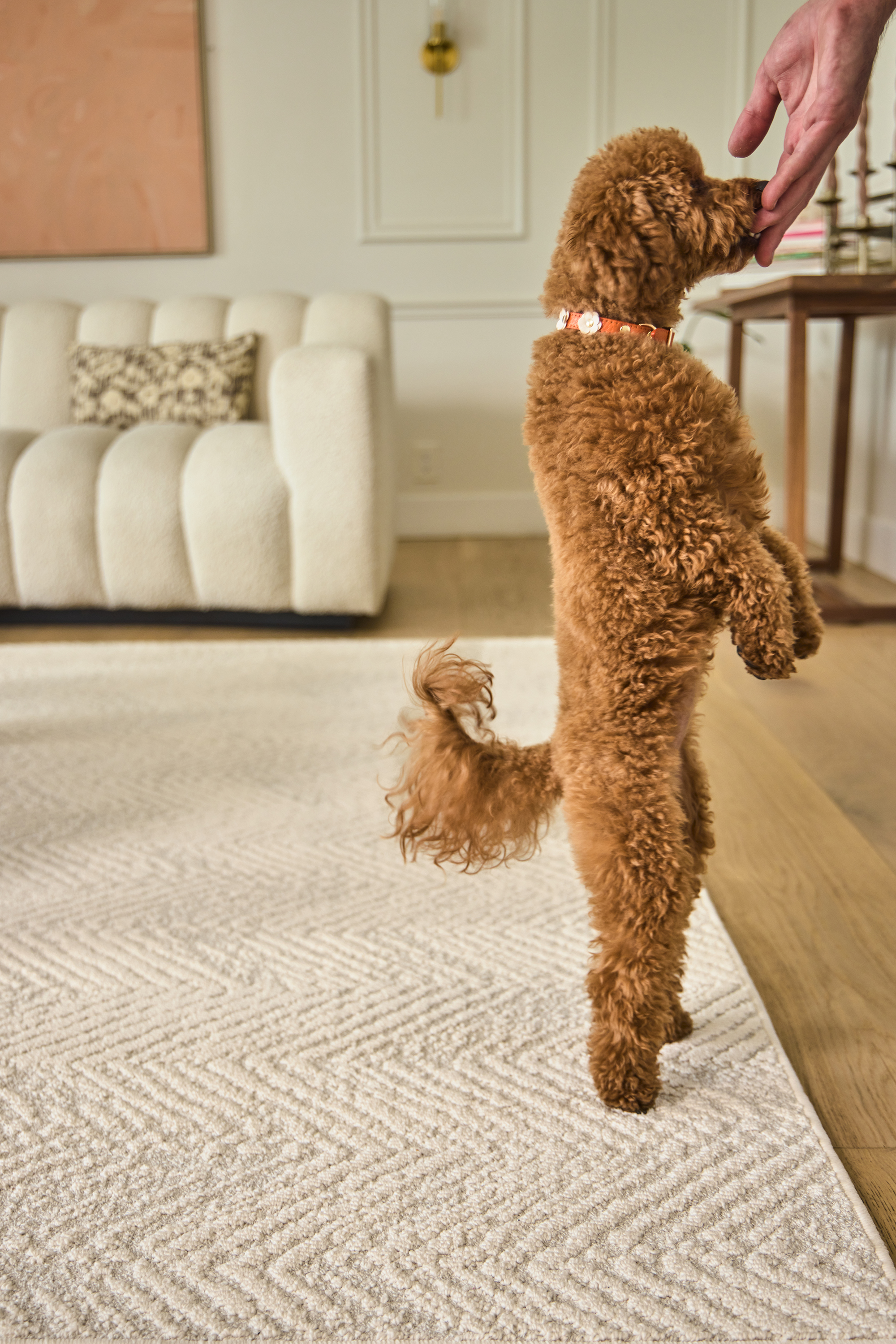 A brown poodle stands on its hind legs on a rug, reaching for a person's hand.