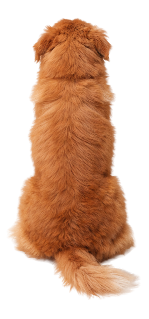 Back view of a sitting brown dog with fluffy fur and a tail.