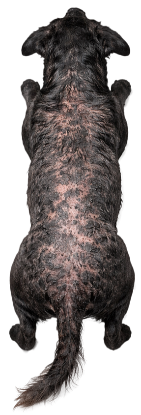 Top view of a black dog with a patchy coat.