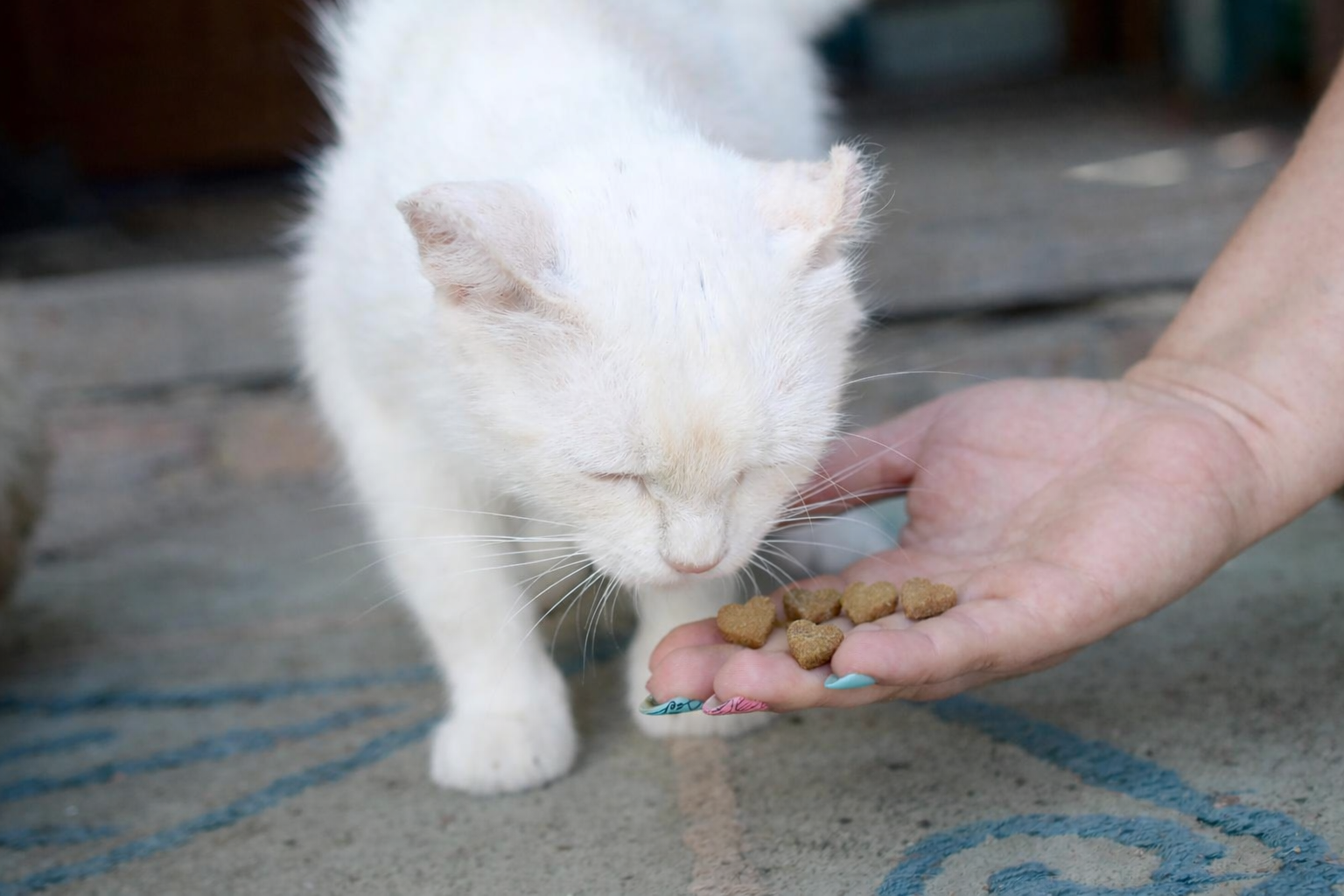 A person offers heart-shaped kibble to a white cat from the palm of their hand.