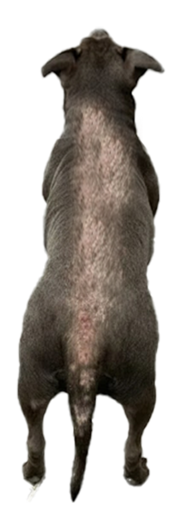 Rear view of a gray dog with short fur and a visible spine.