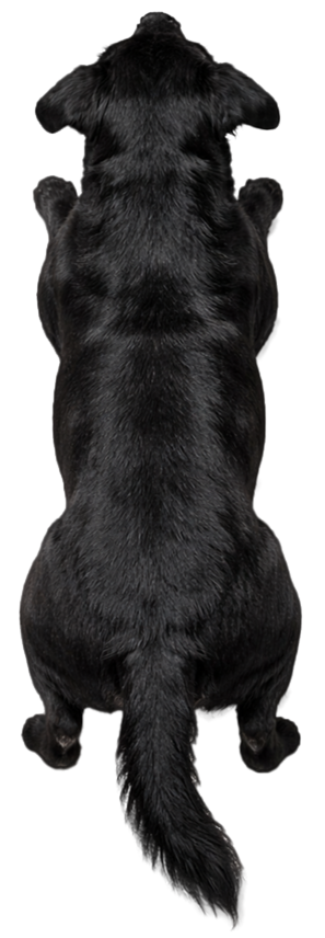 Top view of a black dog lying down.