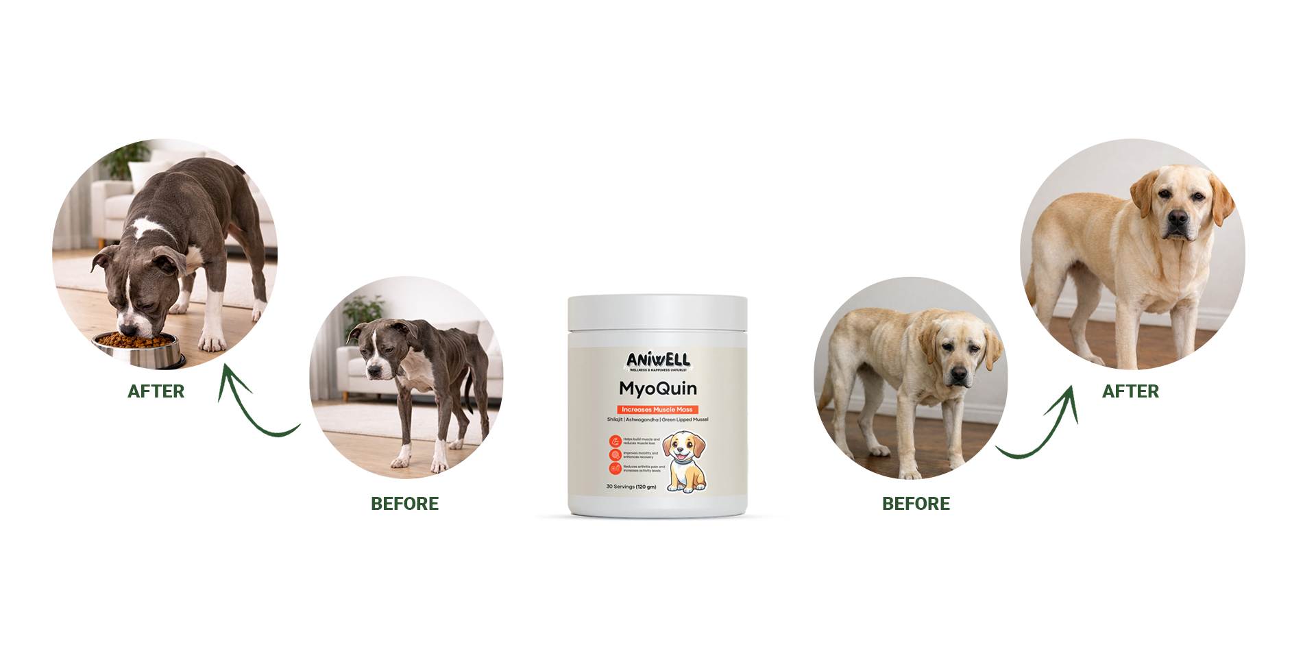 A jar of Aniwell MyoQuin dog supplement with before and after photos of two dogs showing muscle gain.
