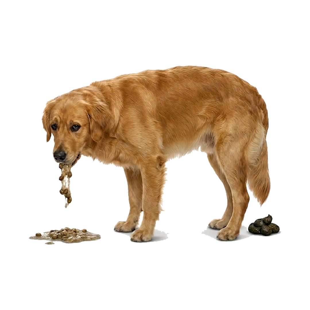 A golden retriever standing over a pile of vomit with a pile of feces behind it.
