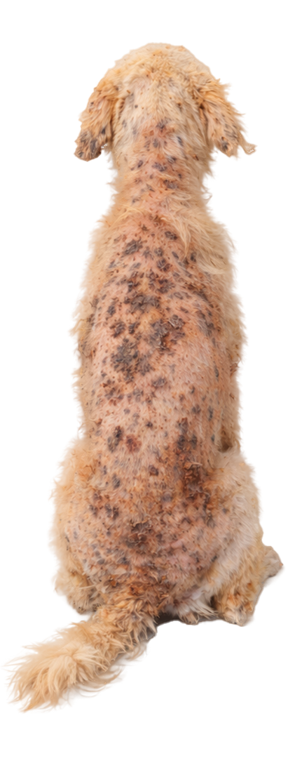 Back view of a sitting fluffy dog with mottled fur.
