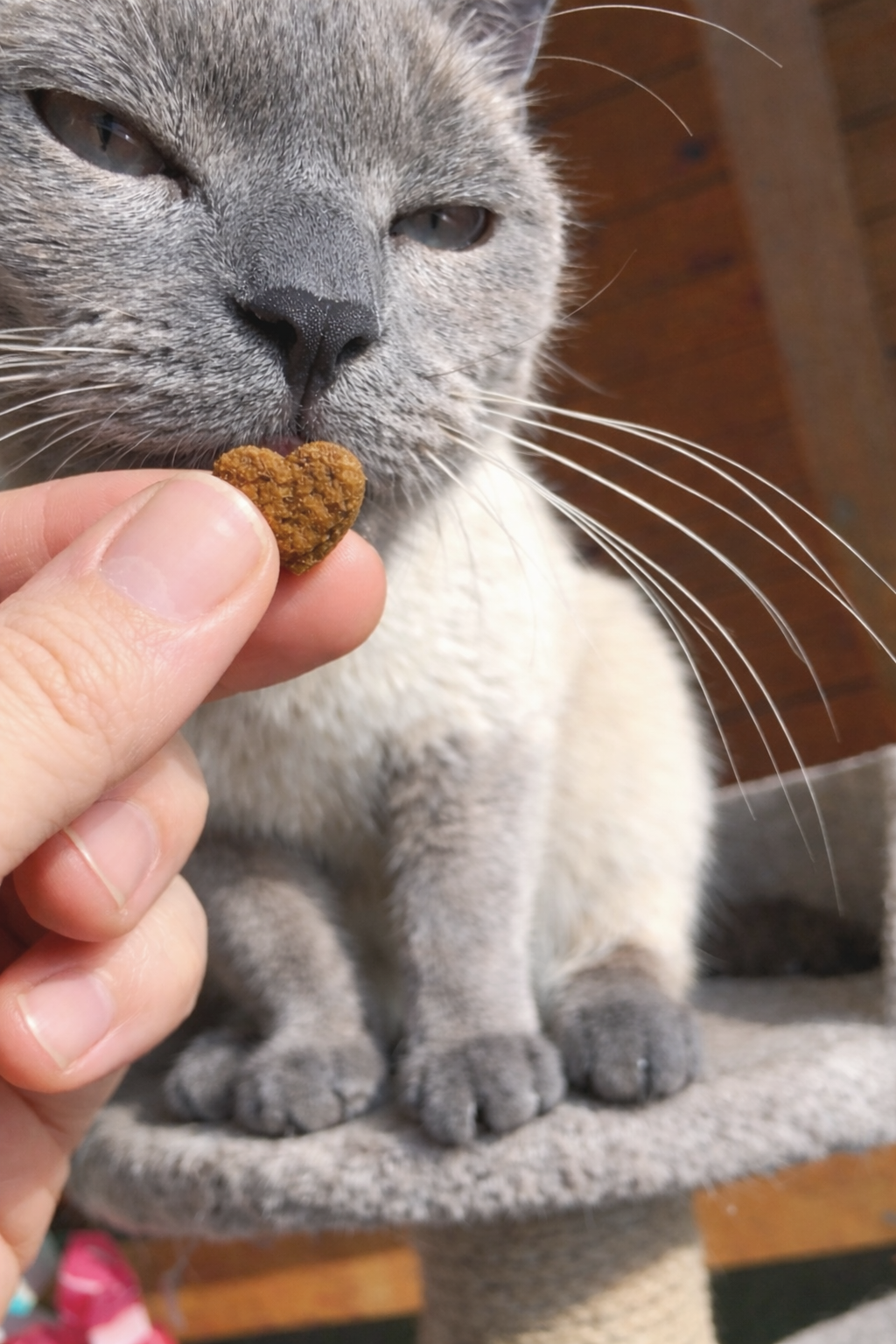 A close-up of a hand holding a heart-shaped piece of cat food up to a grey cat.