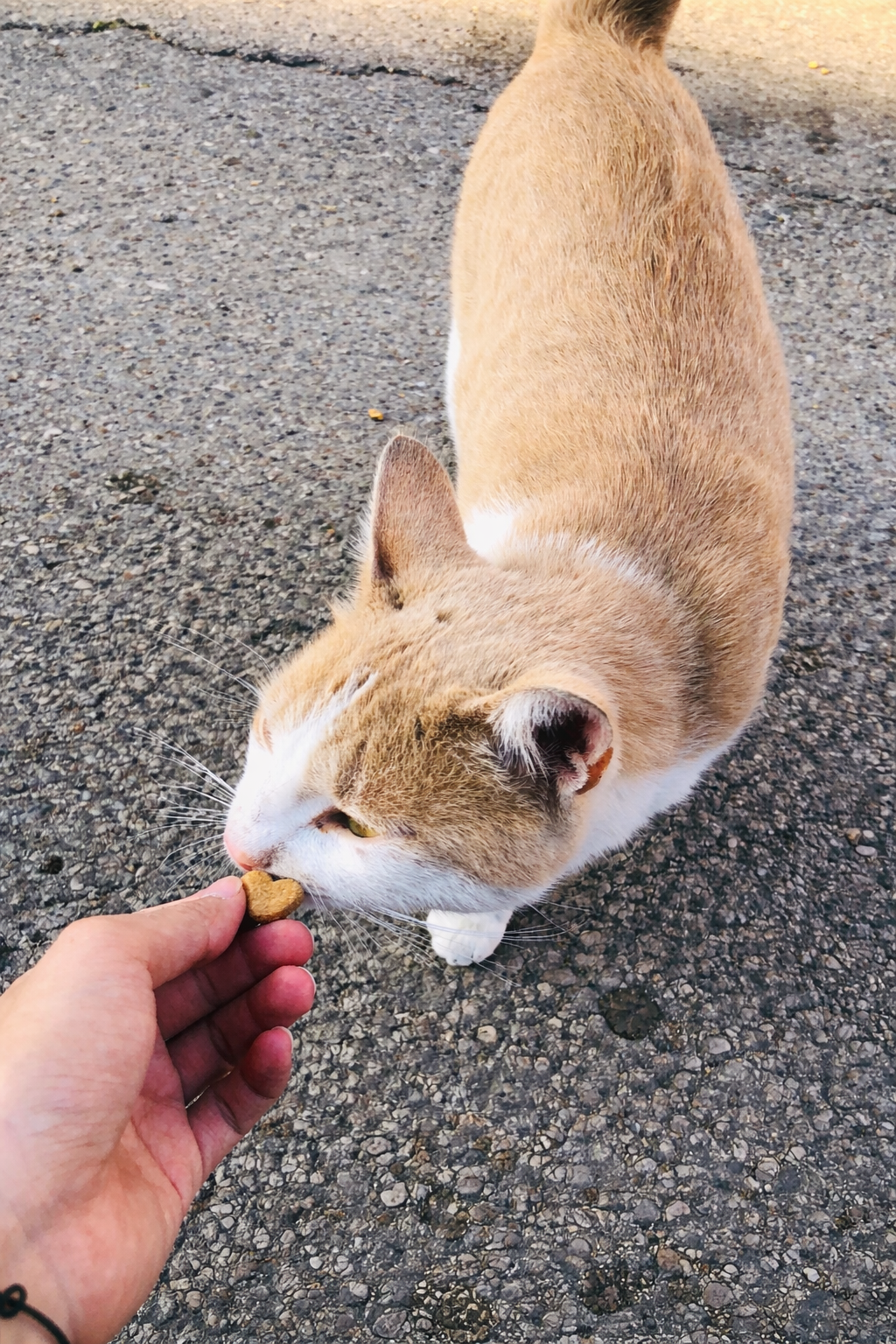 A person's hand holding a small, heart-shaped treat for a ginger and white cat on the pavement.