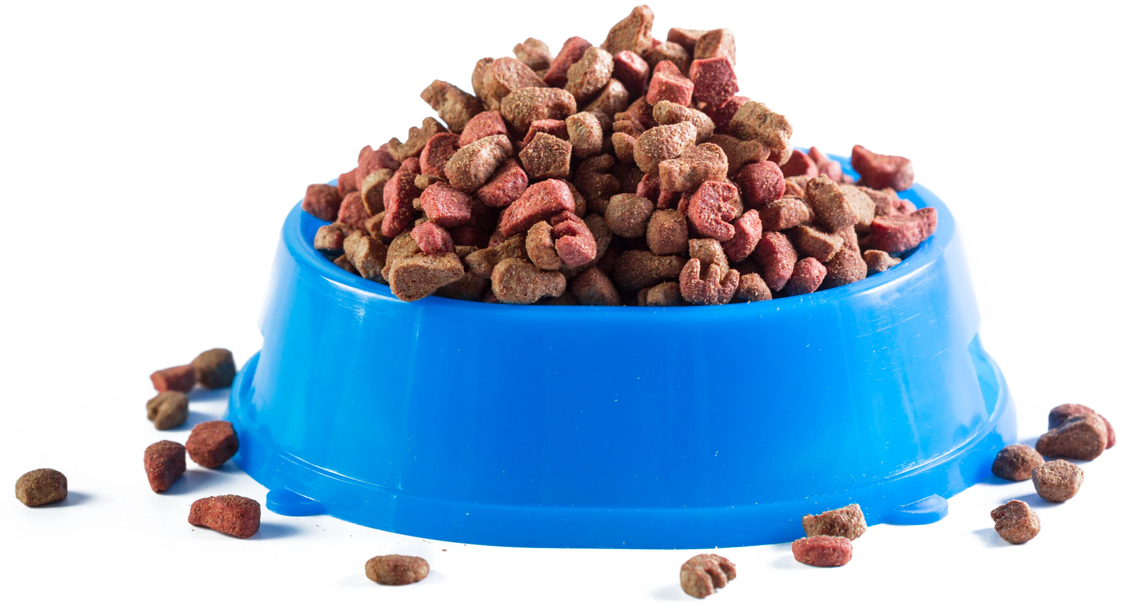 A blue plastic bowl overflowing with dry pet food kibble on a white background.