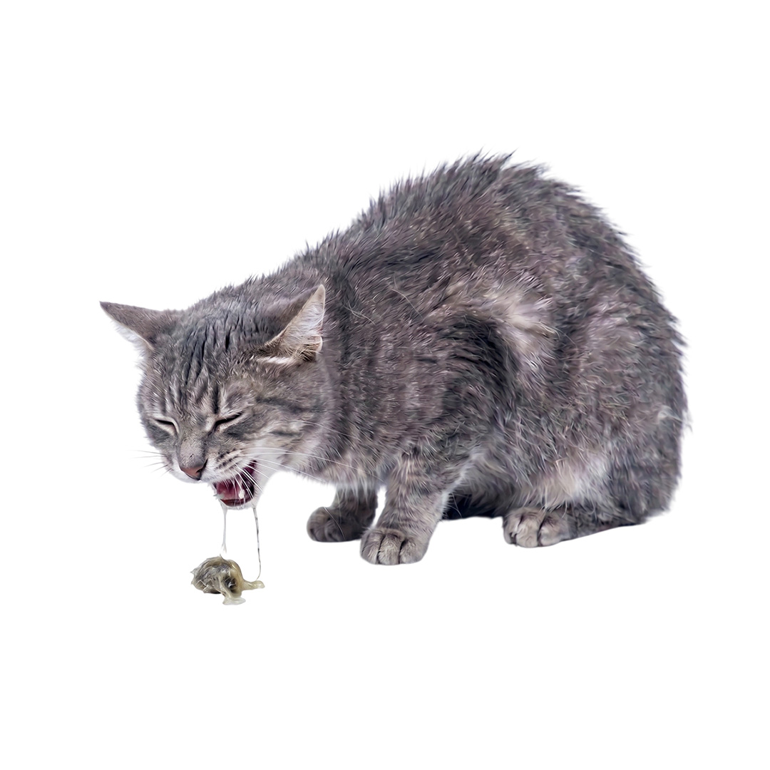 A gray tabby cat with its mouth open, vomiting a hairball against a white background.