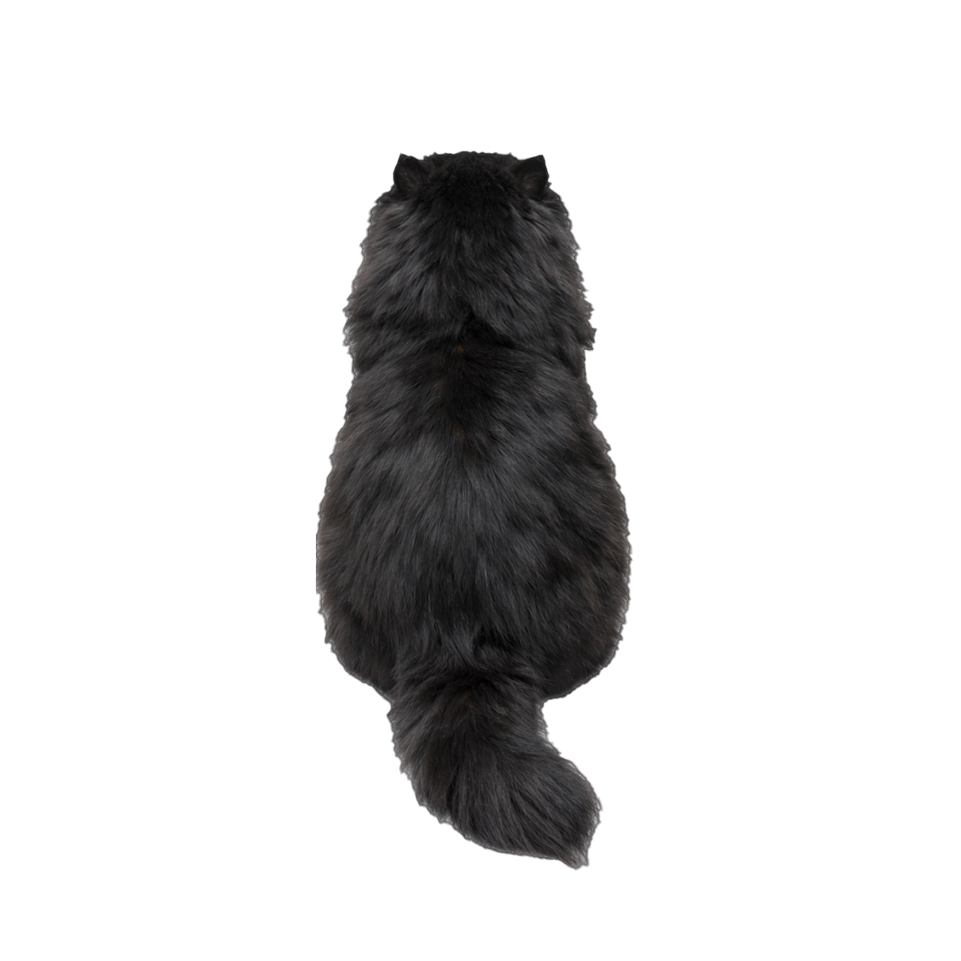 A fluffy black cat with a long tail sits with its back to the camera against a white background.