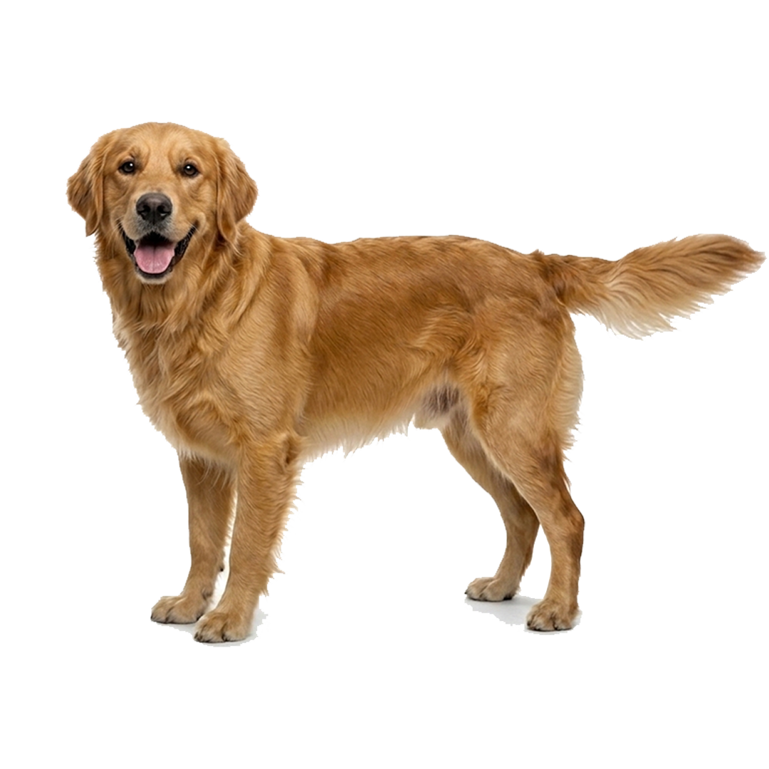 A full-length shot of a golden retriever standing on a white background, looking at the camera.