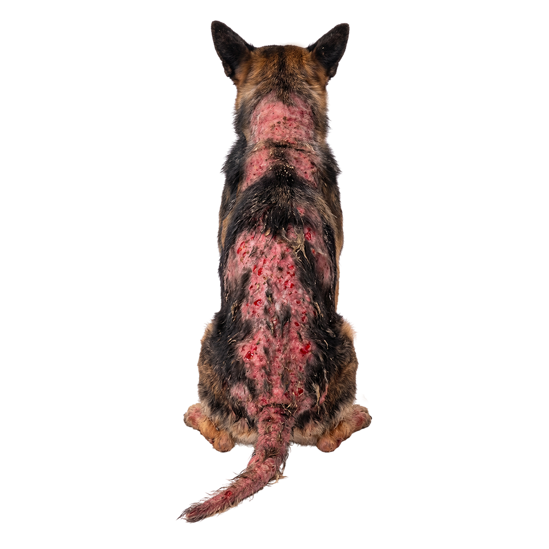 The back of a dog with severe hair loss and red, inflamed skin with sores, against a white background.