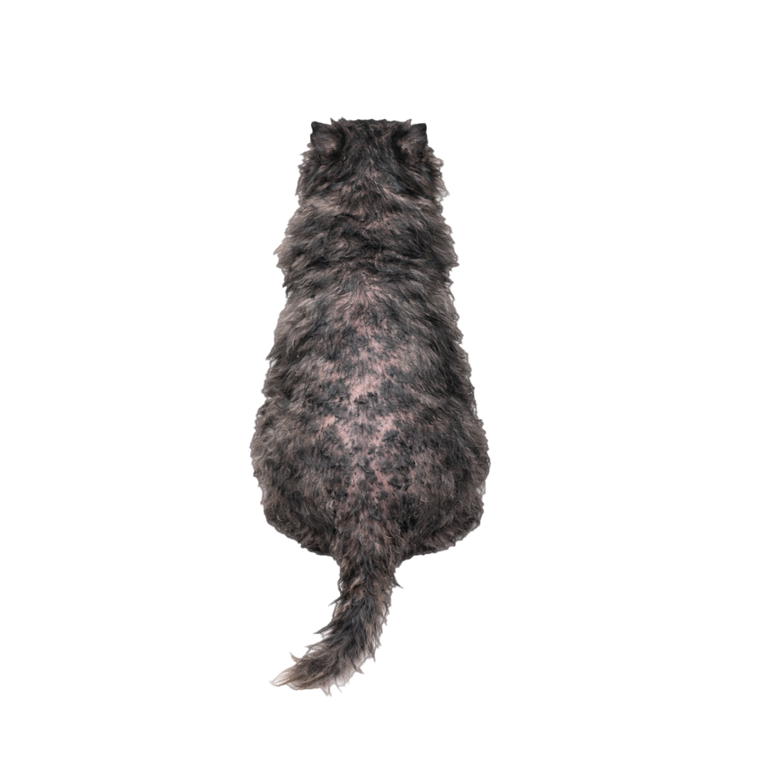 The back of a dog with thinning gray, curly hair, revealing its skin, against a white background.