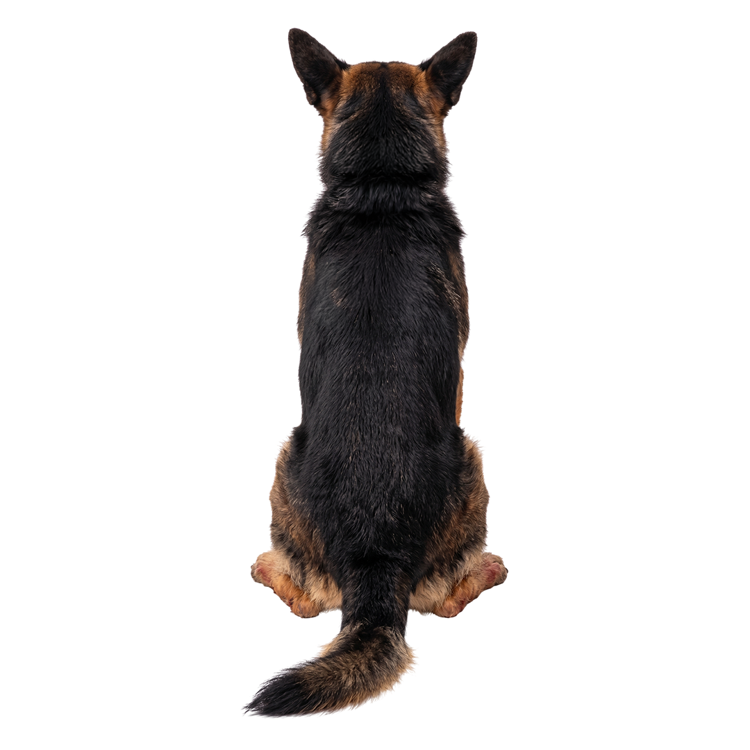 The back of a black and tan dog sitting down, seen from behind on a white background.