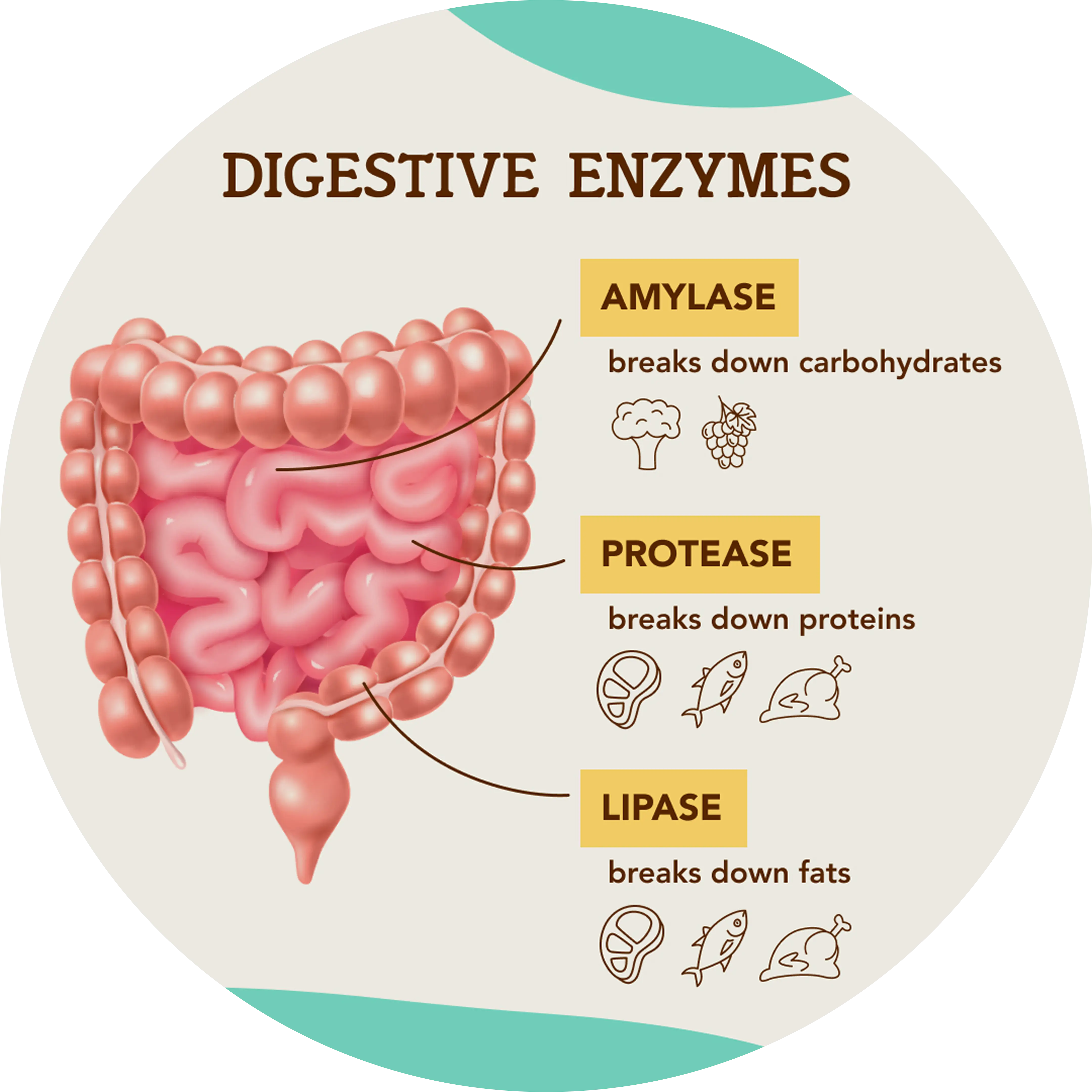 Diagram illustrating digestive enzymes and their functions in the human digestive system.