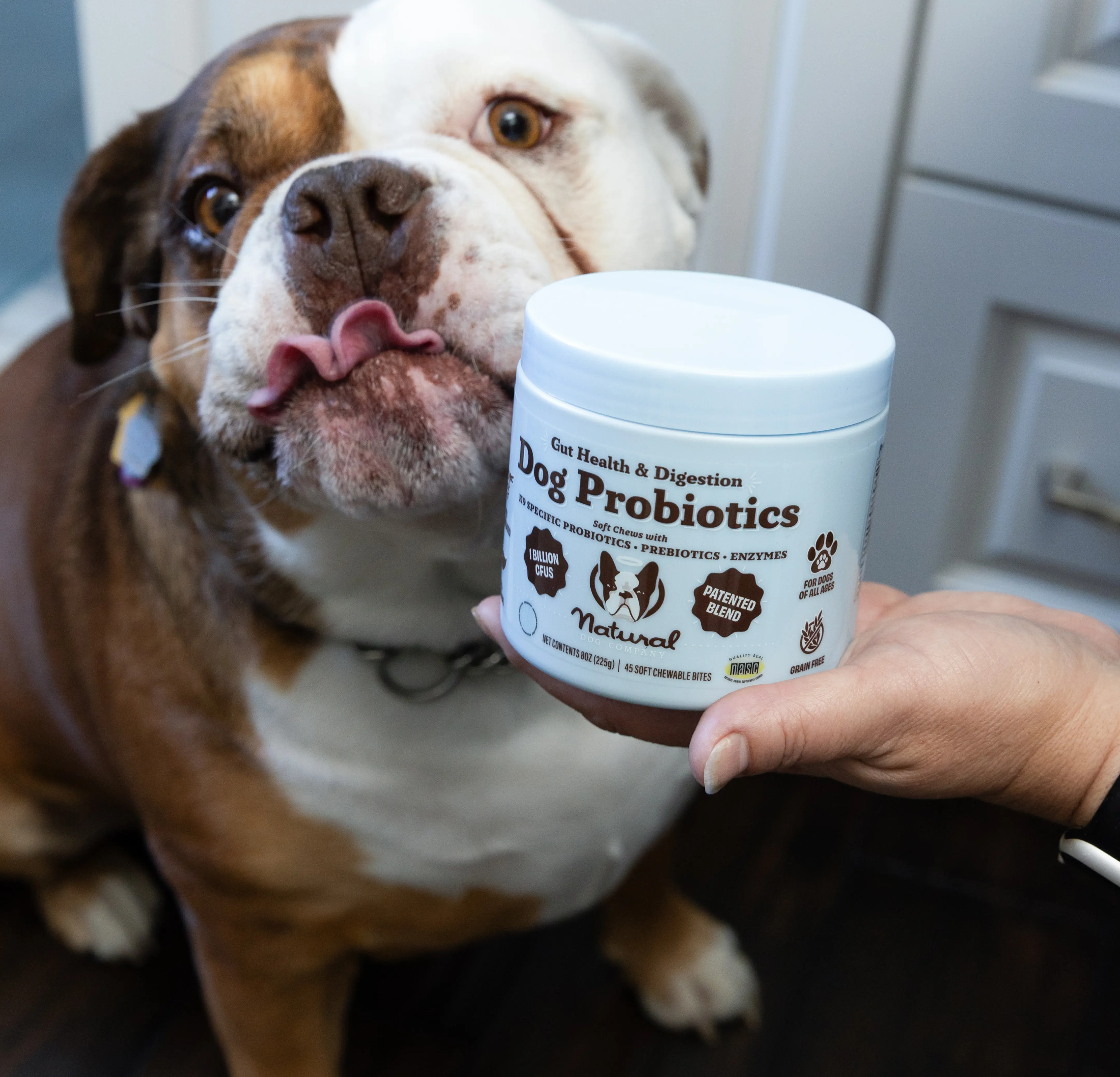 Dog licking its nose beside a container of dog probiotics.
