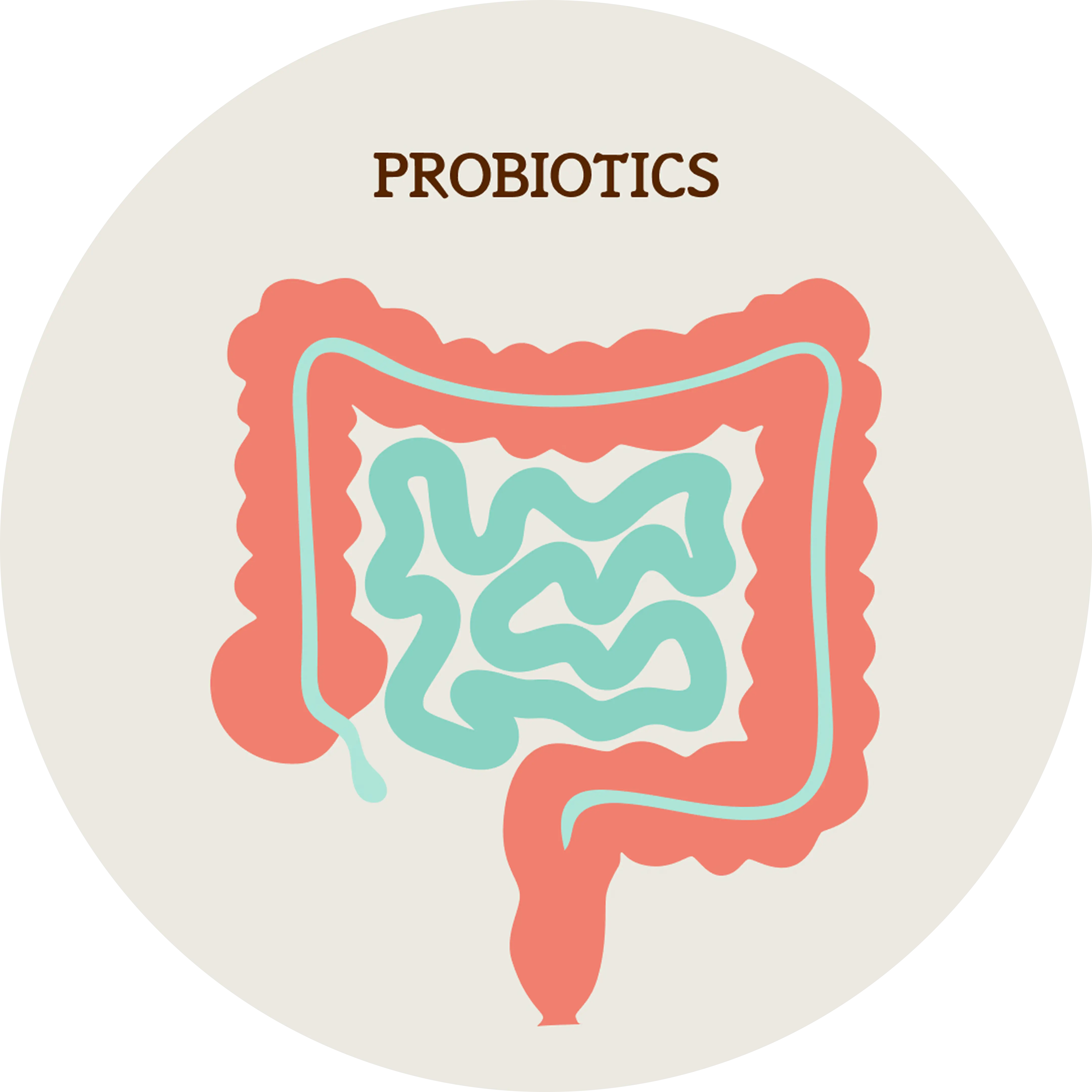 Illustration of intestines labeled 'Probiotics' on a light background.