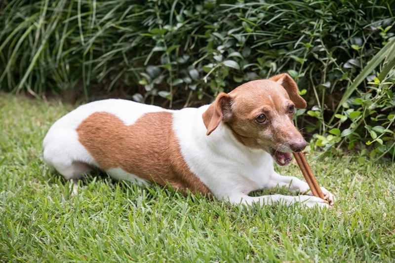 A brown and white dog with a heart-shaped spot lies in the grass chewing a treat.