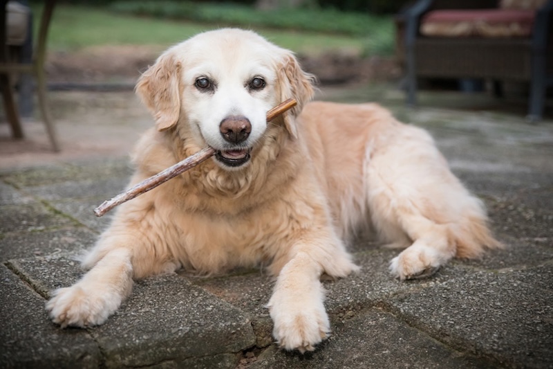 An older golden retriever lies on a stone patio, holding a stick in its mouth.