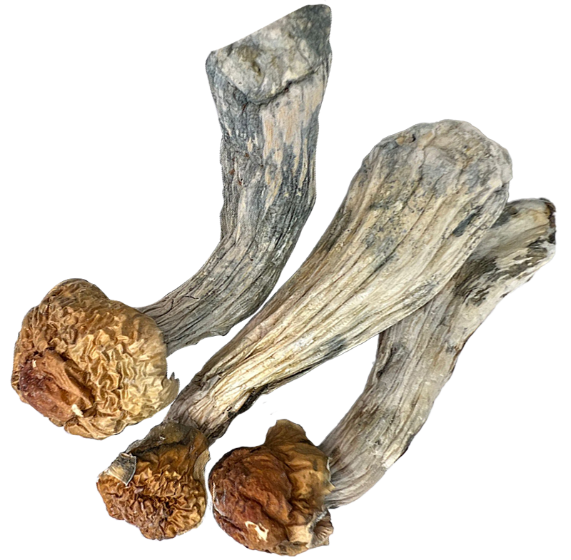 A cluster of four dried mushrooms with thick, pale stems and shriveled brown caps on a white background.