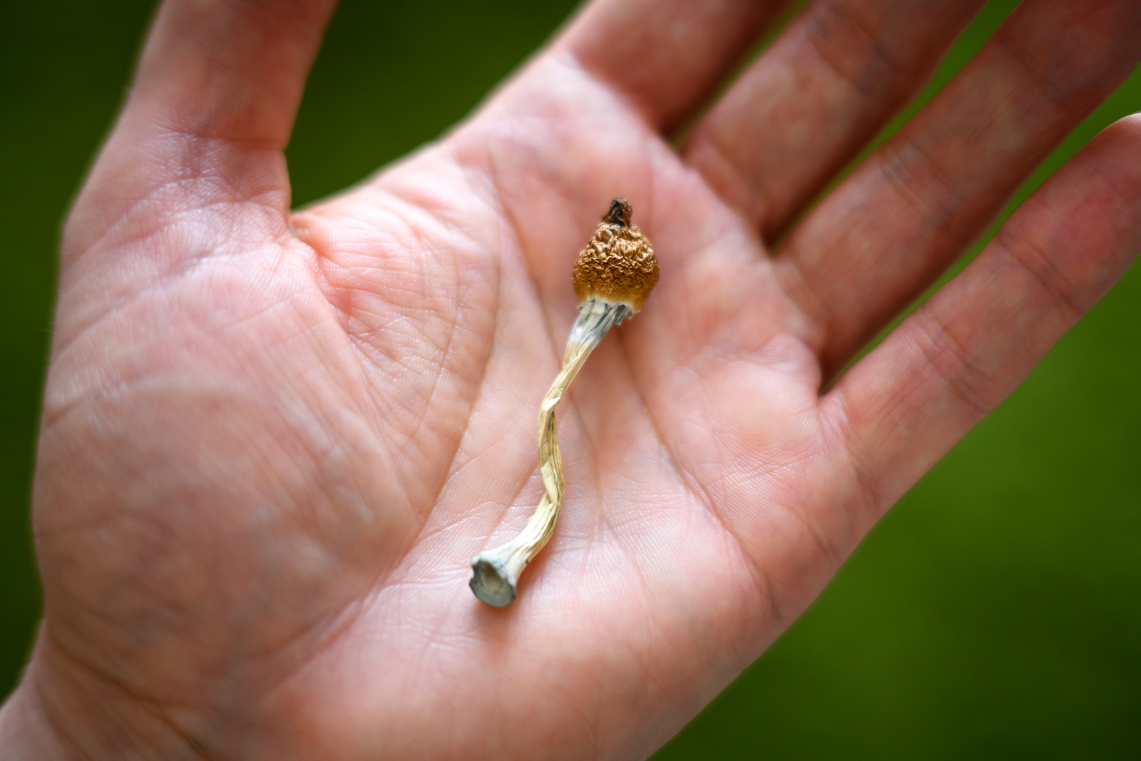 A close-up of a single, dried mushroom with a twisted stem held in the palm of a hand.