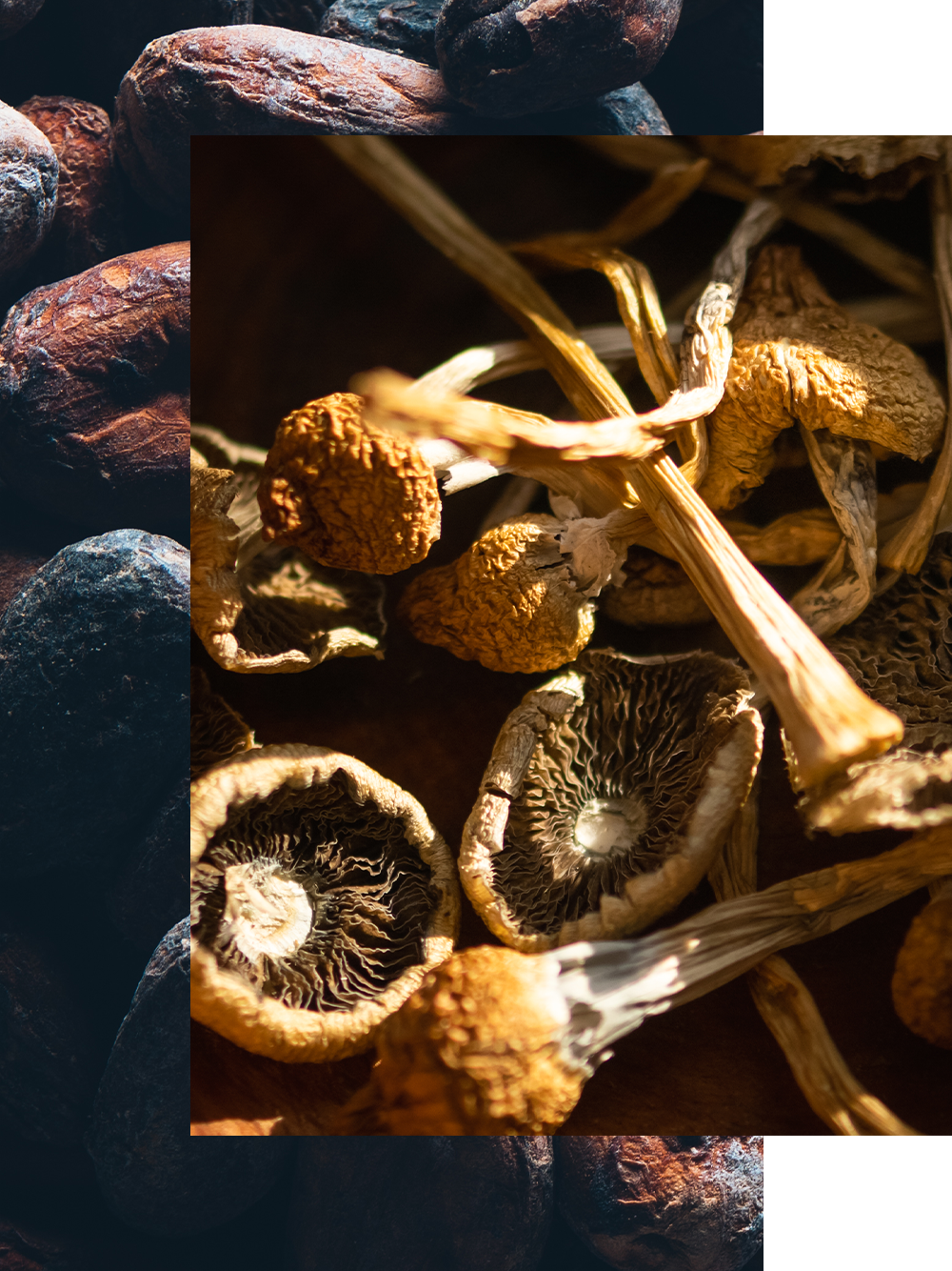A collage showing a close-up of dried mushrooms, bordered by what appear to be cacao beans.