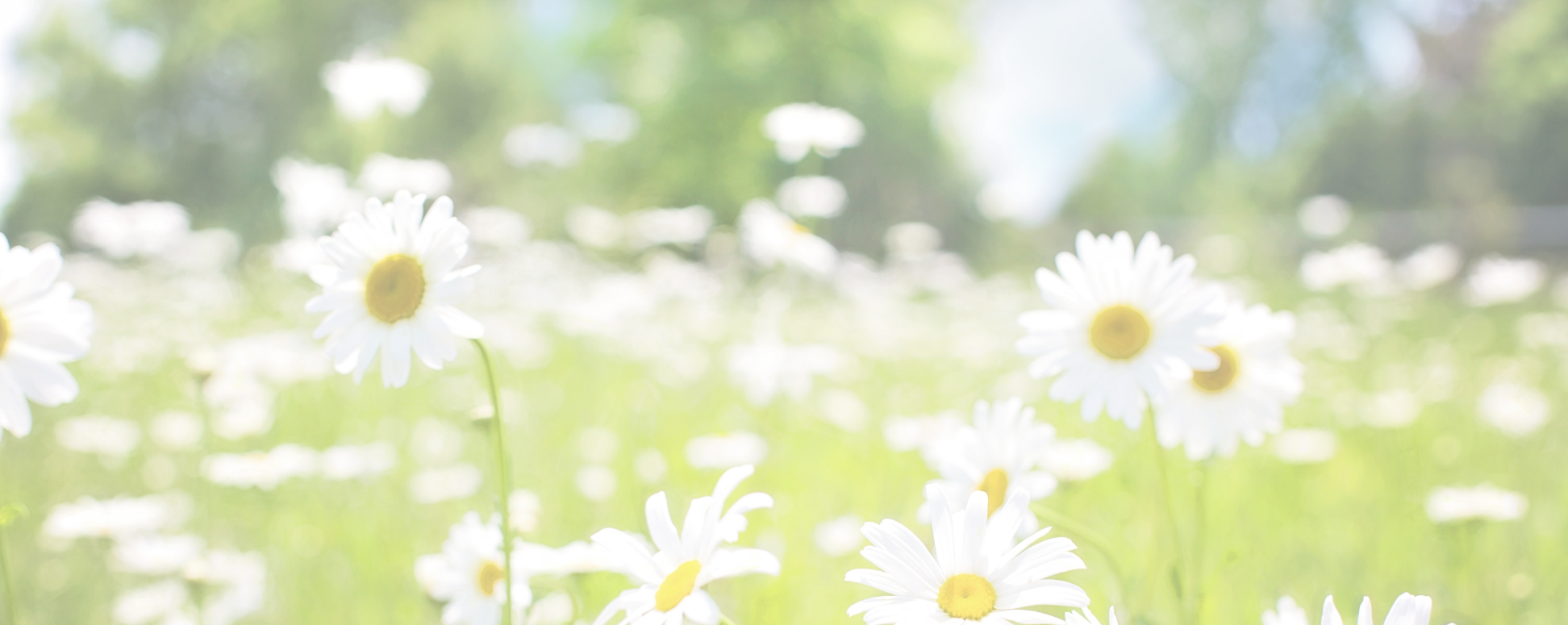 Close-up of daisies in a sunlit field with blurred background.