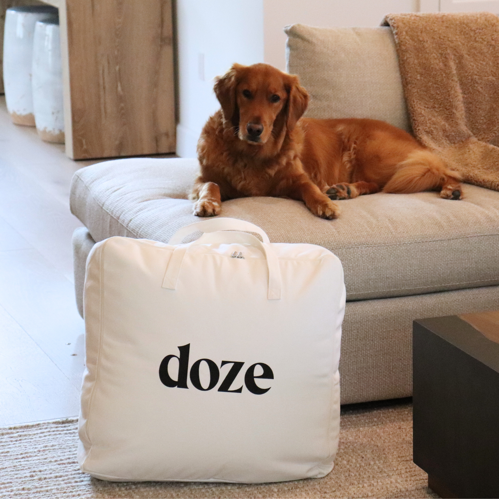 A dog lying on a couch behind a bag labeled 'doze'.