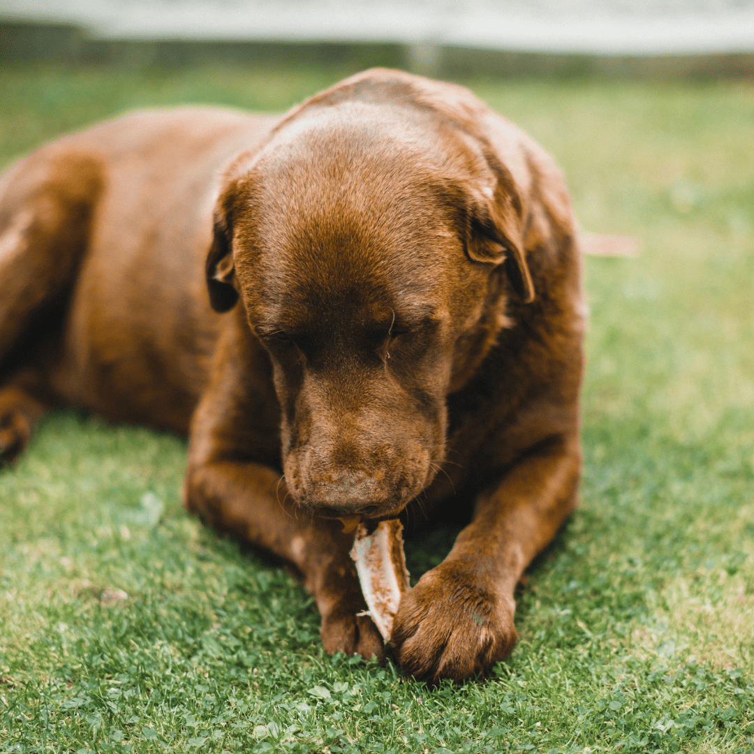 A French bulldog chewing on a bone while lying on a couch.