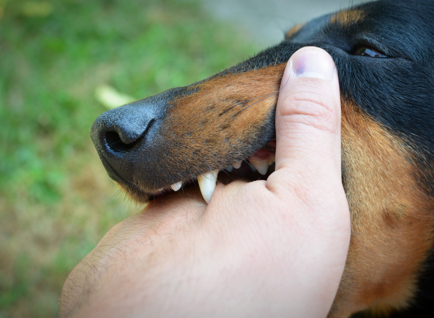 A hand playfully holding a dog's snout, showing its teeth.