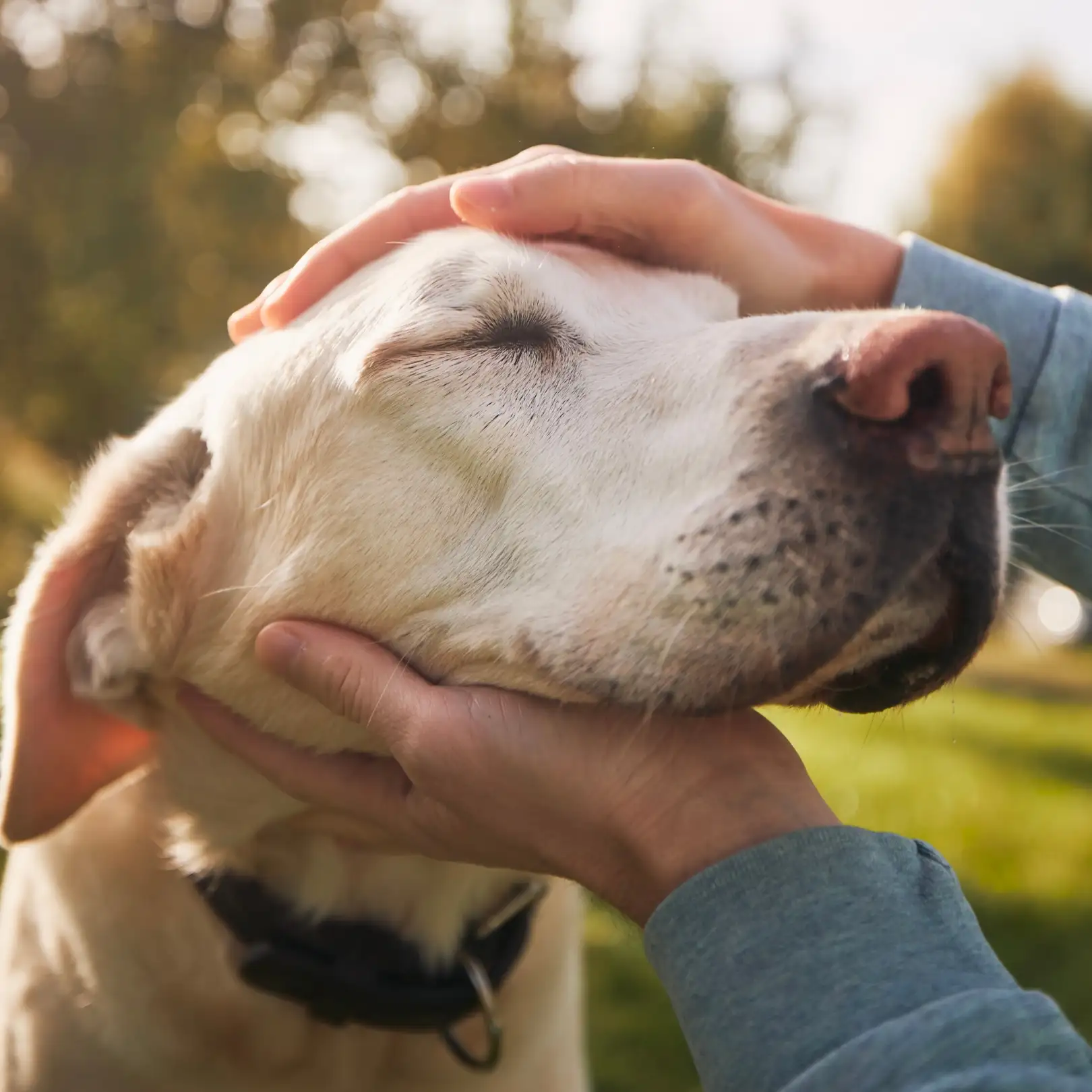 Person gently petting a relaxed dog outdoors.