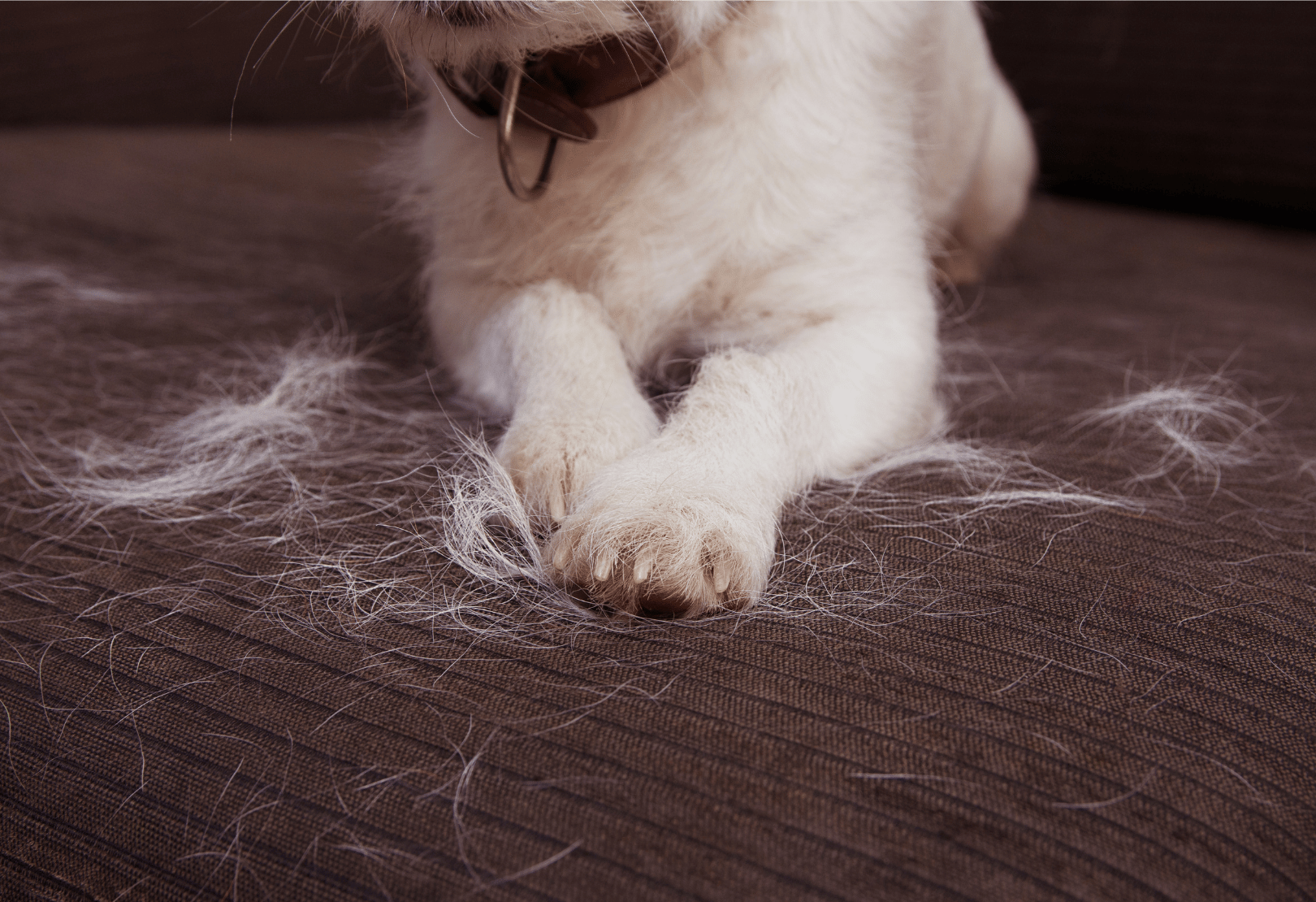 A dog's paws on a couch covered in loose fur.
