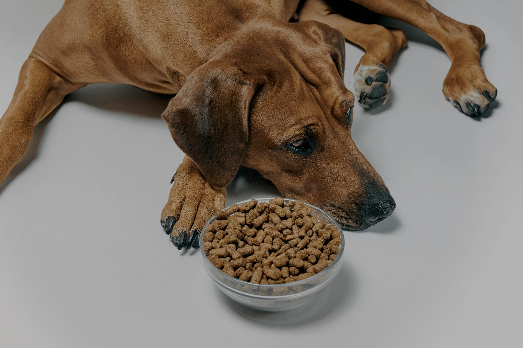 Brown dog lying next to a bowl of kibble on a gray surface.