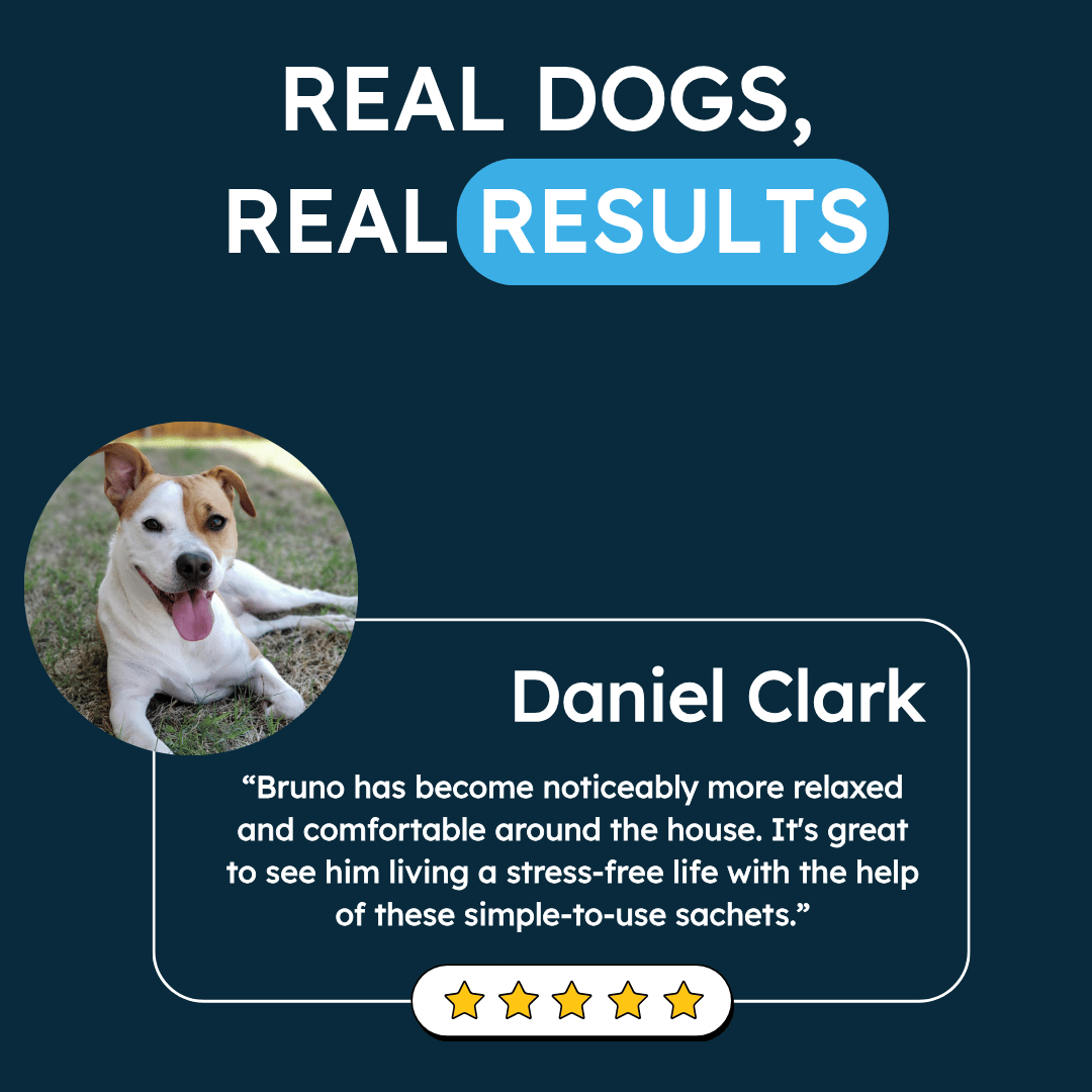 Testimonial with a dog photo, text, and five-star rating.