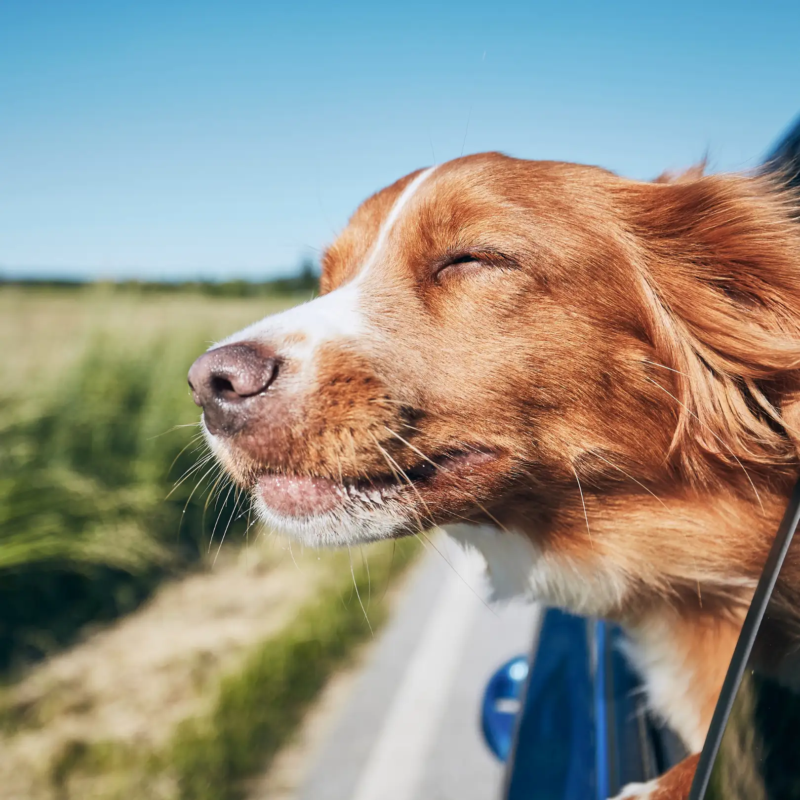 Dog with closed eyes enjoying breeze from car window.
