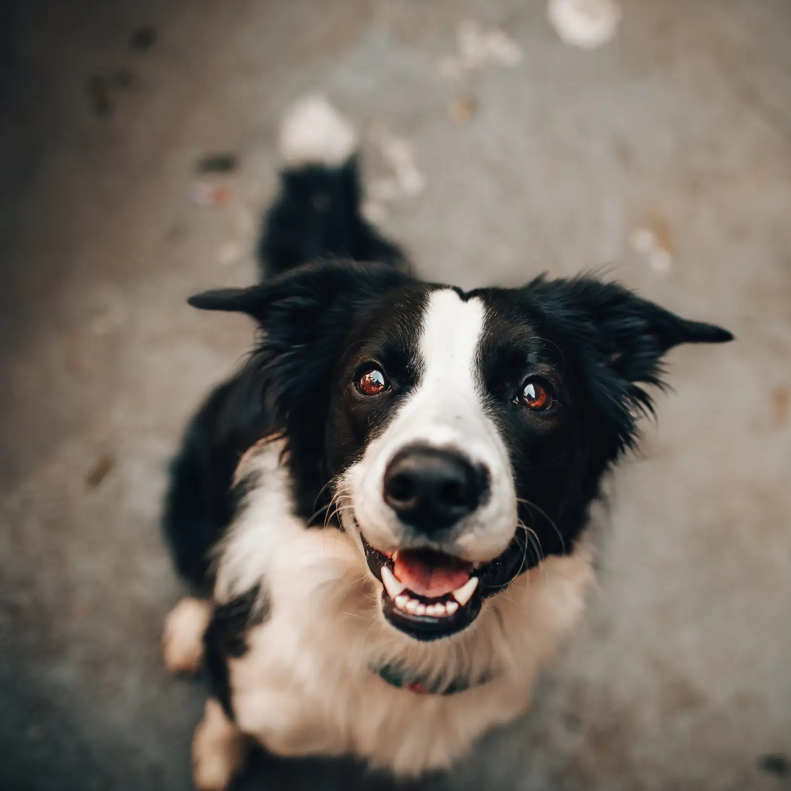 A happy black and white dog looking up at the camera.