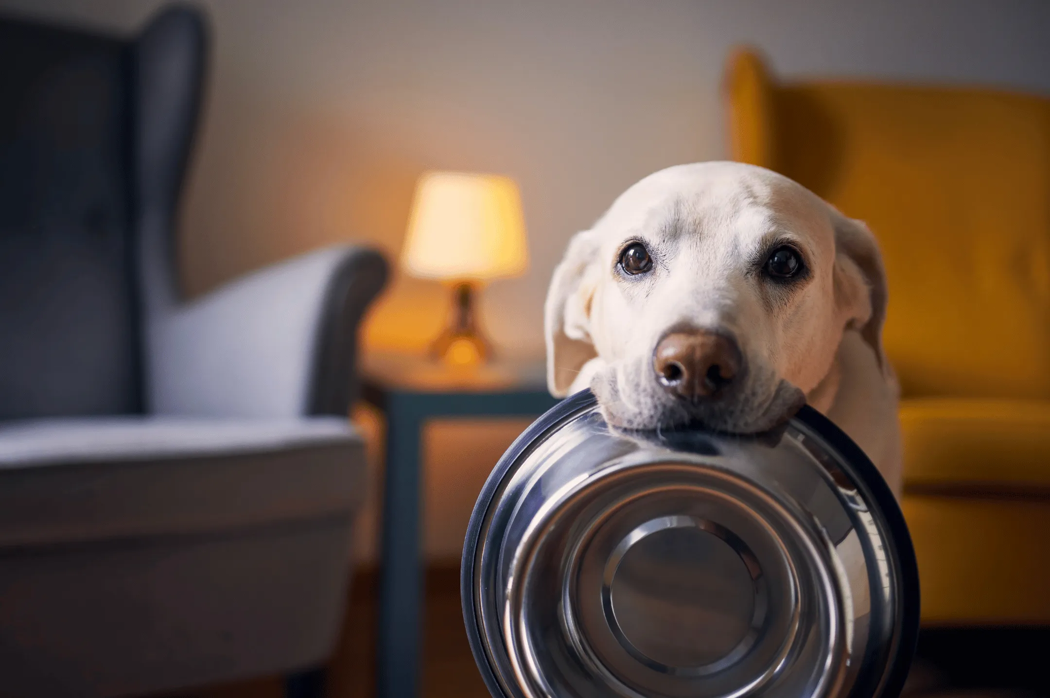 A dog holding a metal bowl in its mouth, sitting in a cozy room.