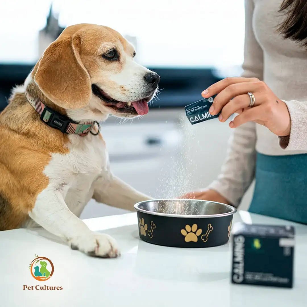 A dog watching a person sprinkle powder into a dog bowl.