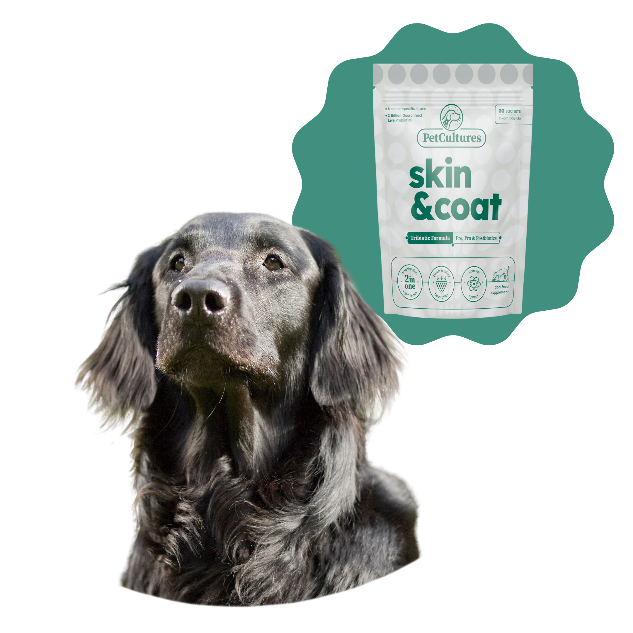 Black dog with packet of 'PetCultures Skin & Coat' supplement.