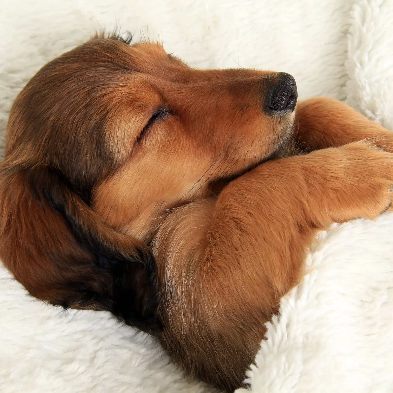 Sleeping brown puppy on a soft white blanket.