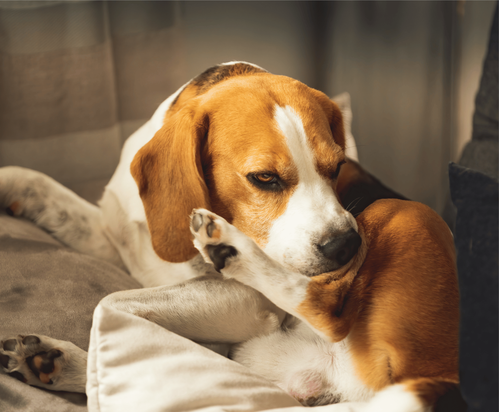 A beagle resting comfortably on a cushion indoors.