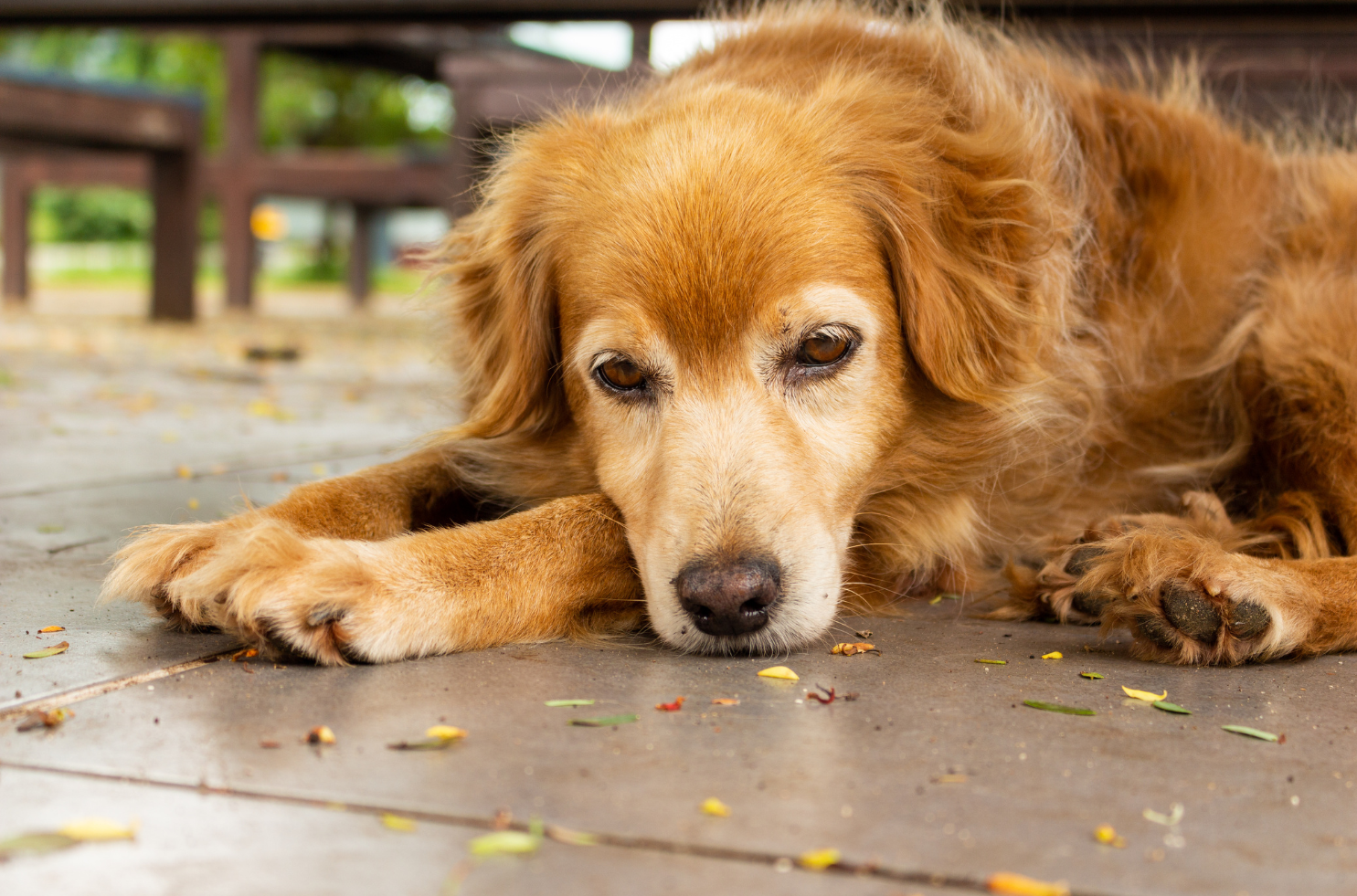 Golden retriever lying on a tiled floor, looking relaxed.