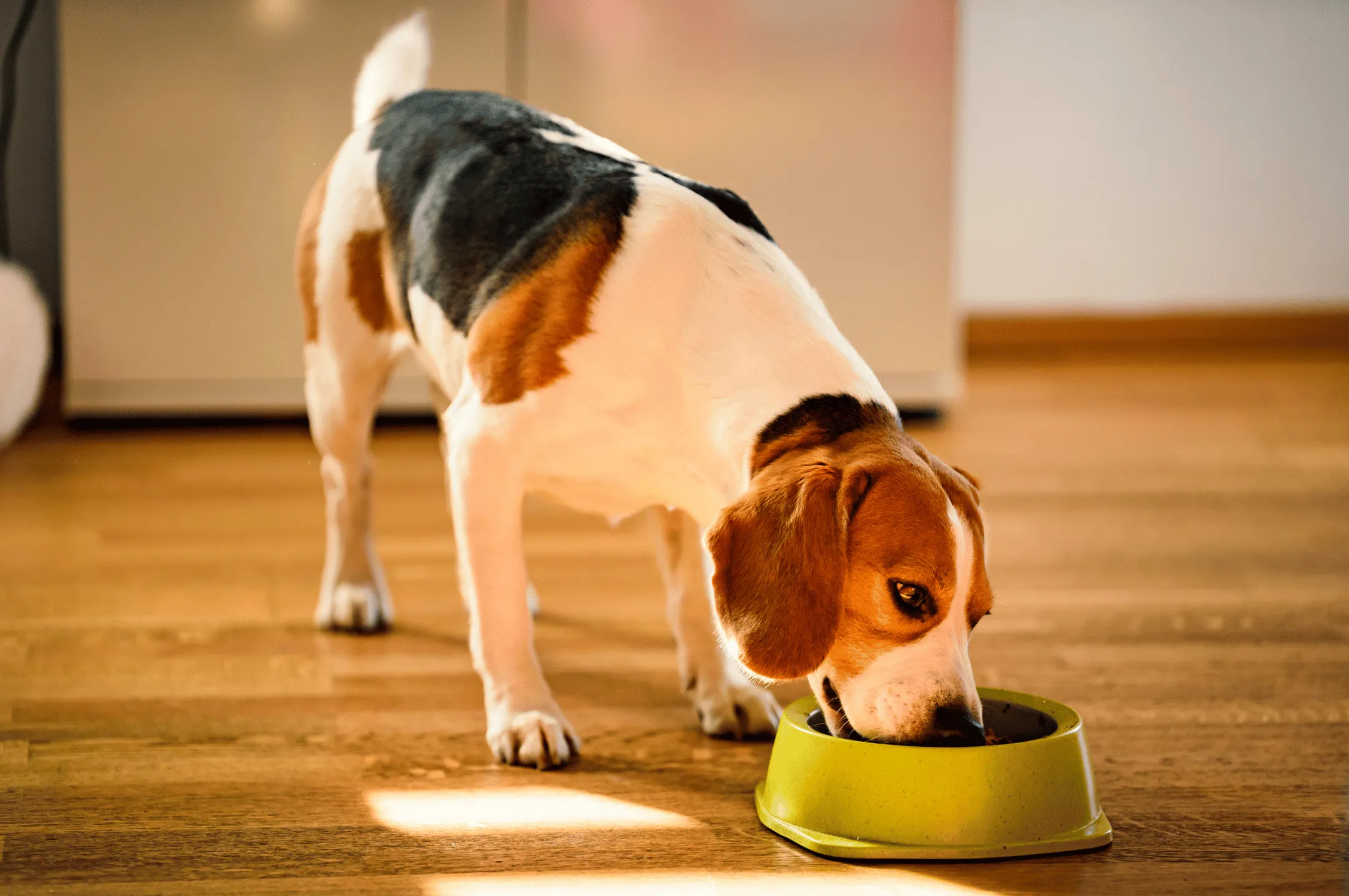 A dog eating from a green bowl on a wooden floor.