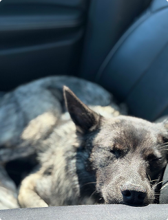 A dog sleeping on a car seat.