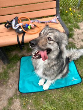 Fluffy dog sitting on a blue mat next to a bench with toys.