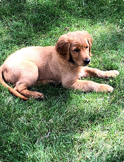 Golden retriever puppy lying on green grass.
