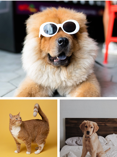 Collage of a dog with sunglasses, a cat, and a puppy on a bed.