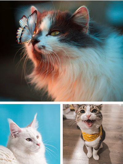 Three cats: one with a butterfly, one white, and one wearing a yellow bandana.