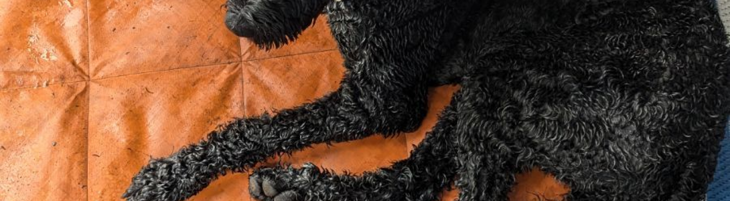 Black curly-haired dog lying on an orange surface.