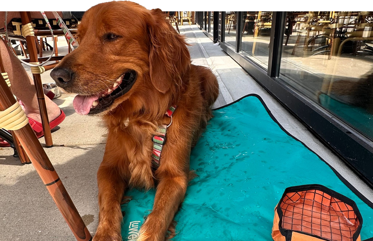 Golden retriever lying on a blue mat outdoors, next to a window.